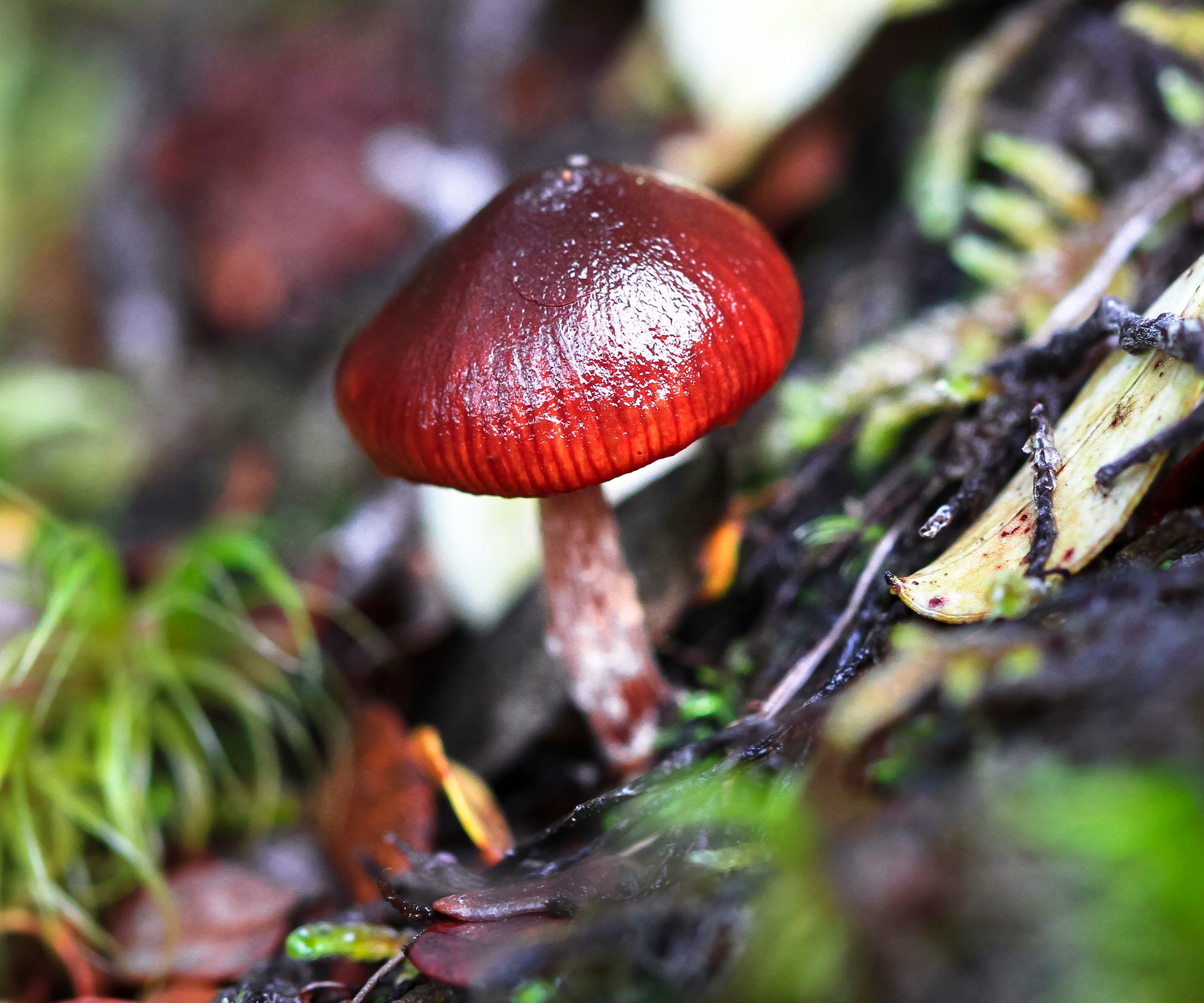 mushroom wine caps growing in garden compost