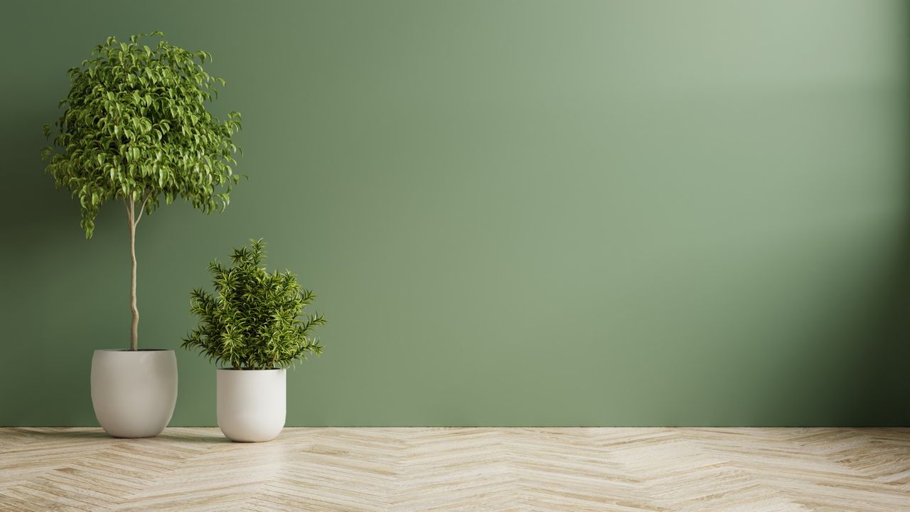 Indoor tree against sage green wall