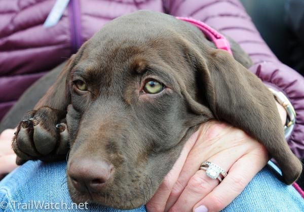 This pooch has a front row seat to watch the races