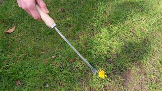 Weeding tool removing a dandelion