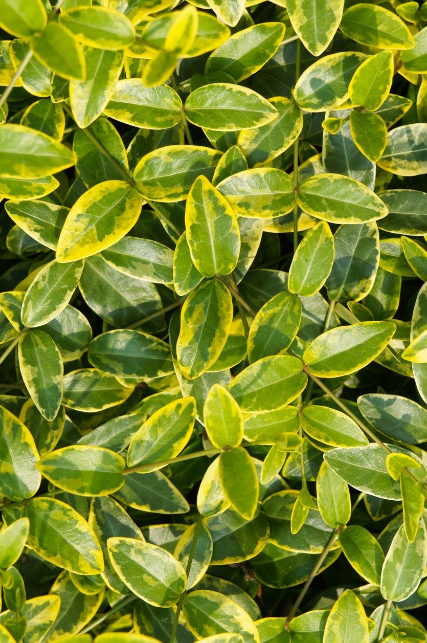 vinca foliage