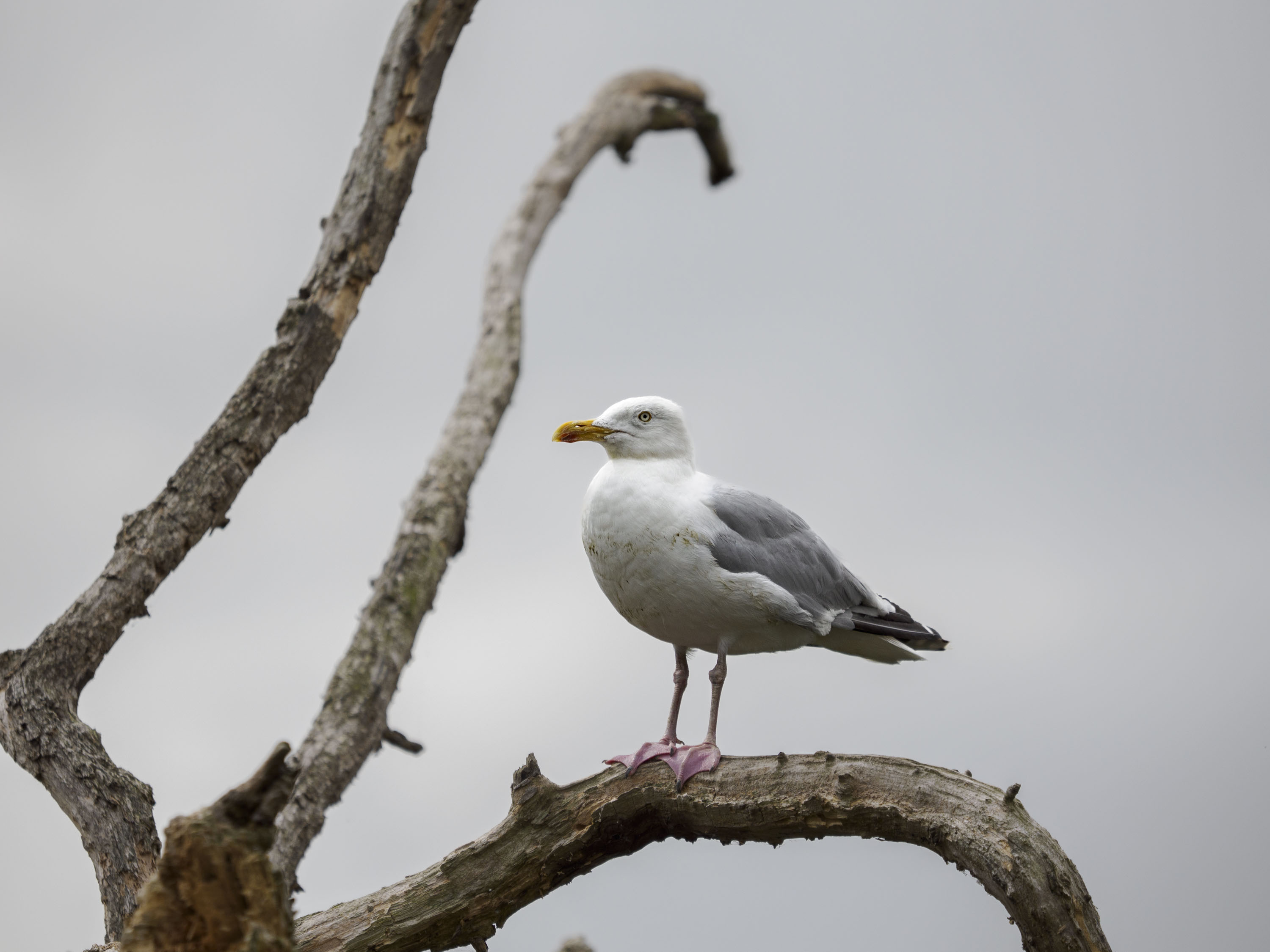 OM System 50-200mm F2.8 sample gallery: seagull high up on a dead tree branch