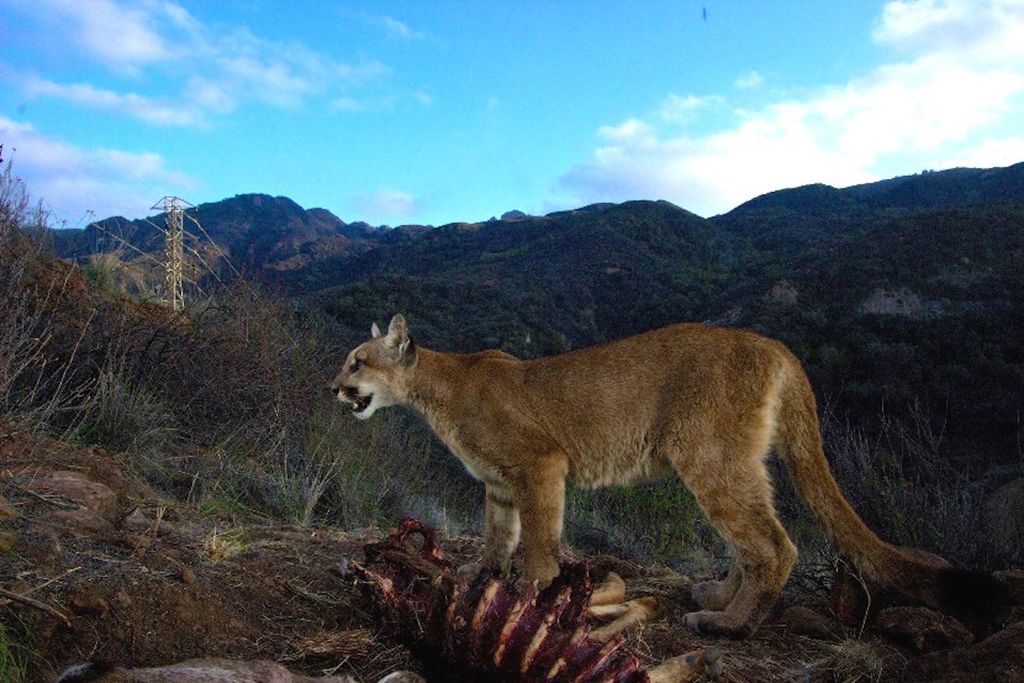 In Photos Elusive Mountain Lions Come Out of Hiding Live Science