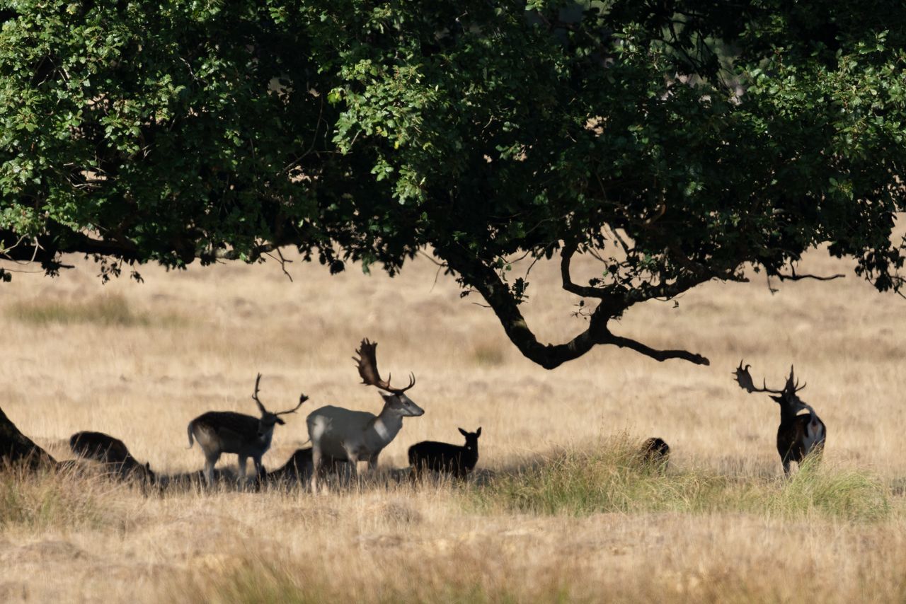 Telephoto image of a deer in a deer park