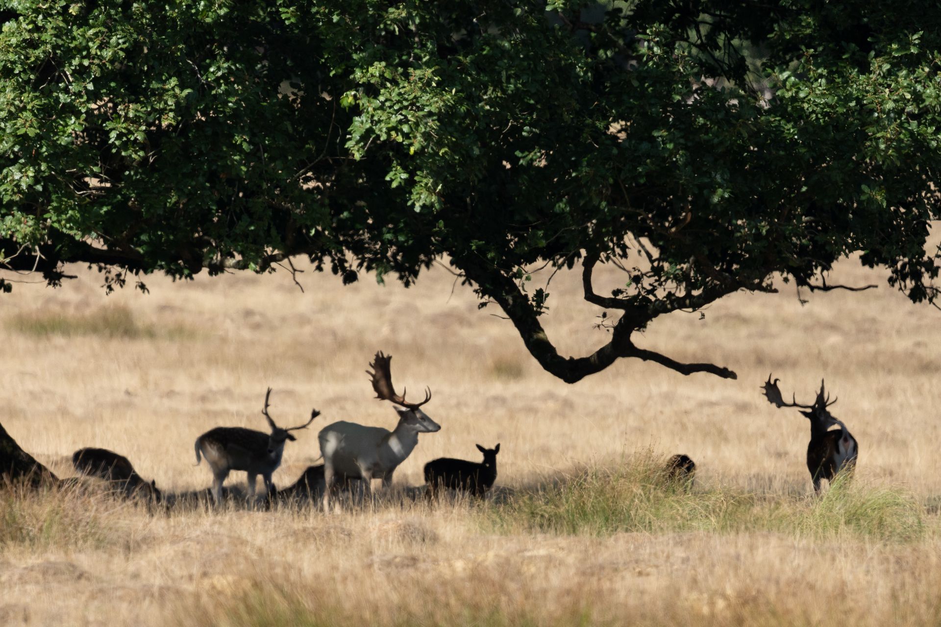 Telephoto image of a deer in a deer park