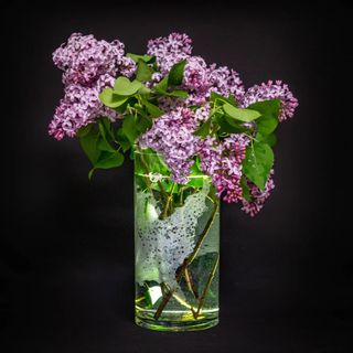 A bunch of lilacs in a glass vase