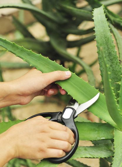 Cutting an Aloe Vera Plant Leaf