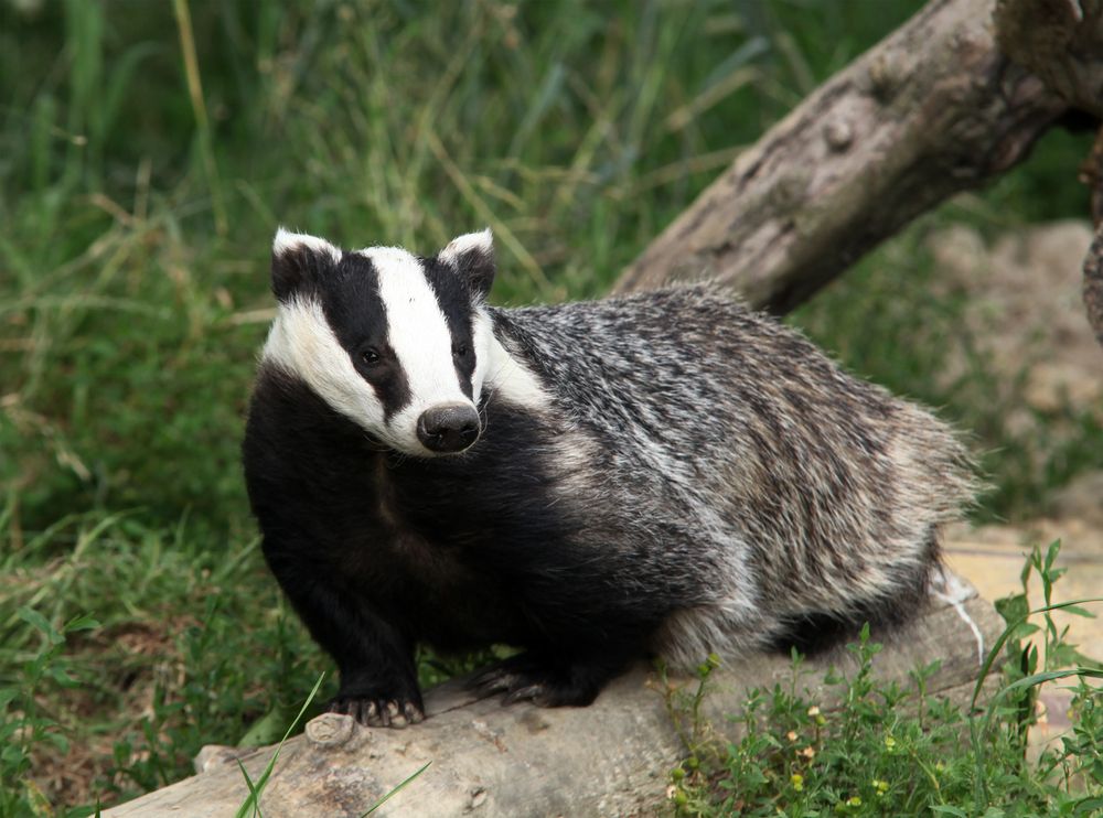 Facts About Badgers