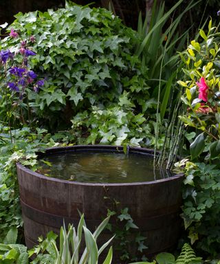 repurposed wooden barrel used as a water garden idea