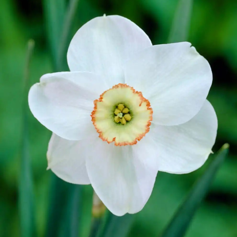 Dreamlight Daffodil Bulbs