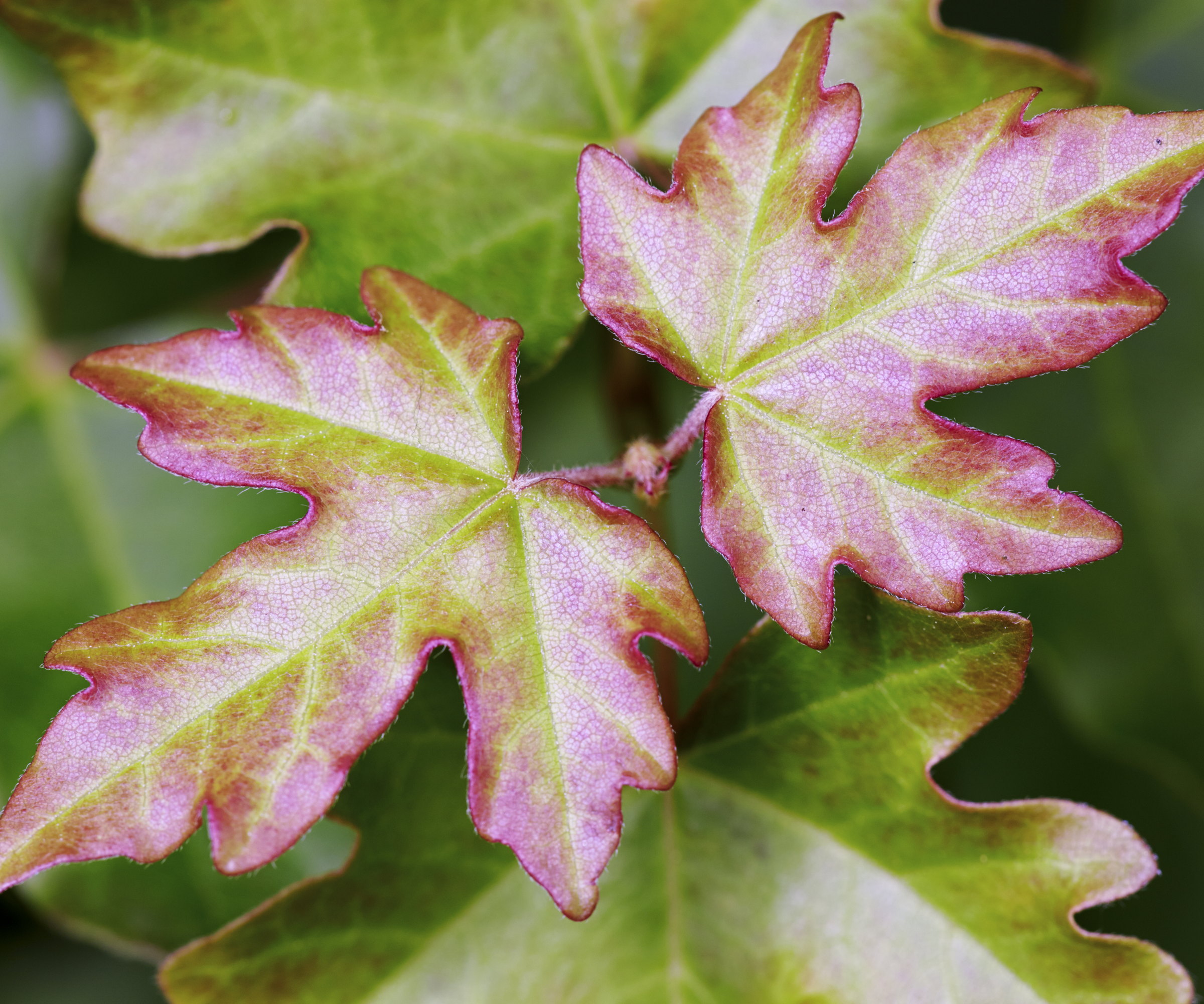 A close-up of field maple leaves, which are green with red edges