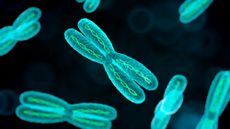 Chromosomes are thread-like structures made up of deoxyribonucleic acid (DNA) and carry our genetic information.
