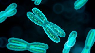 Chromosomes are thread-like structures made up of deoxyribonucleic acid (DNA) and carry our genetic information.