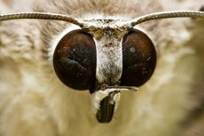 Moth Eyes