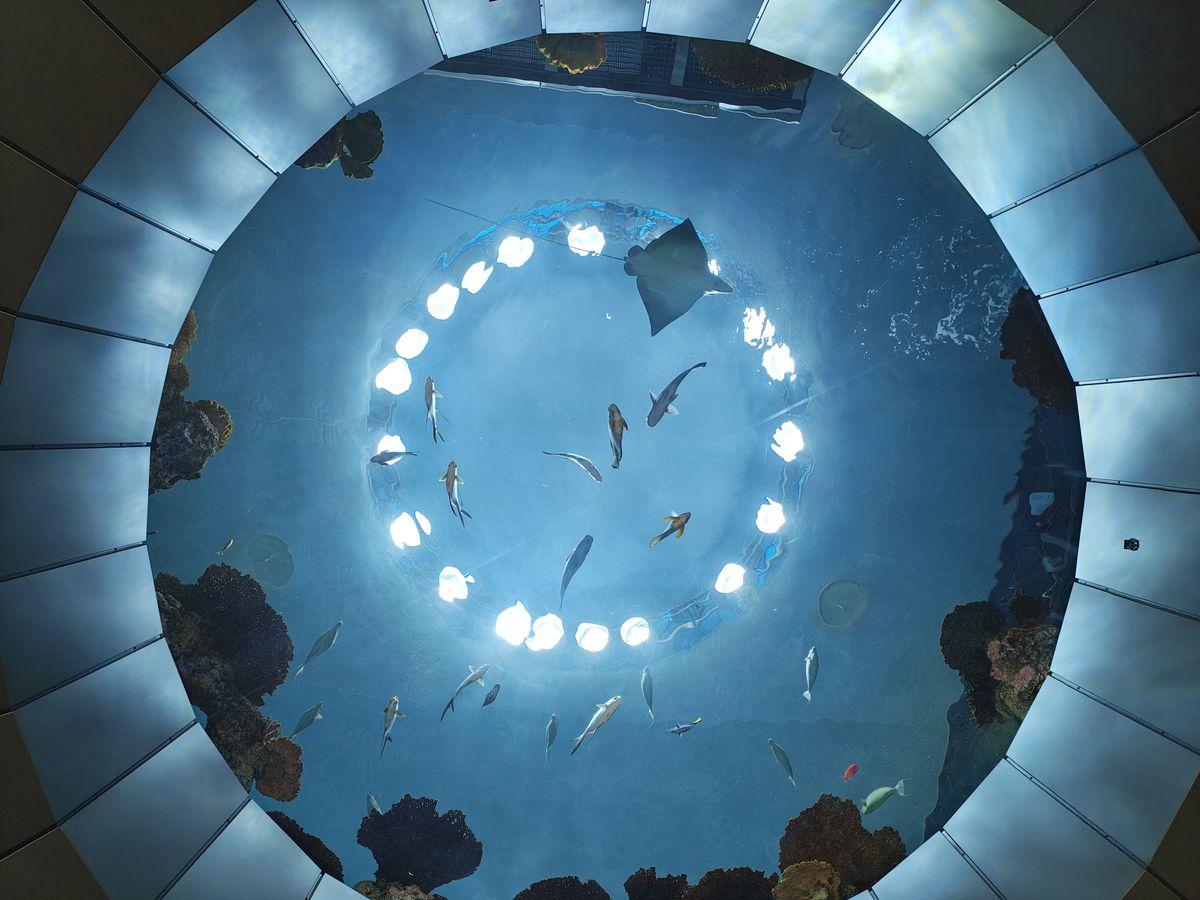 A circular aquarium opening with fish swimming