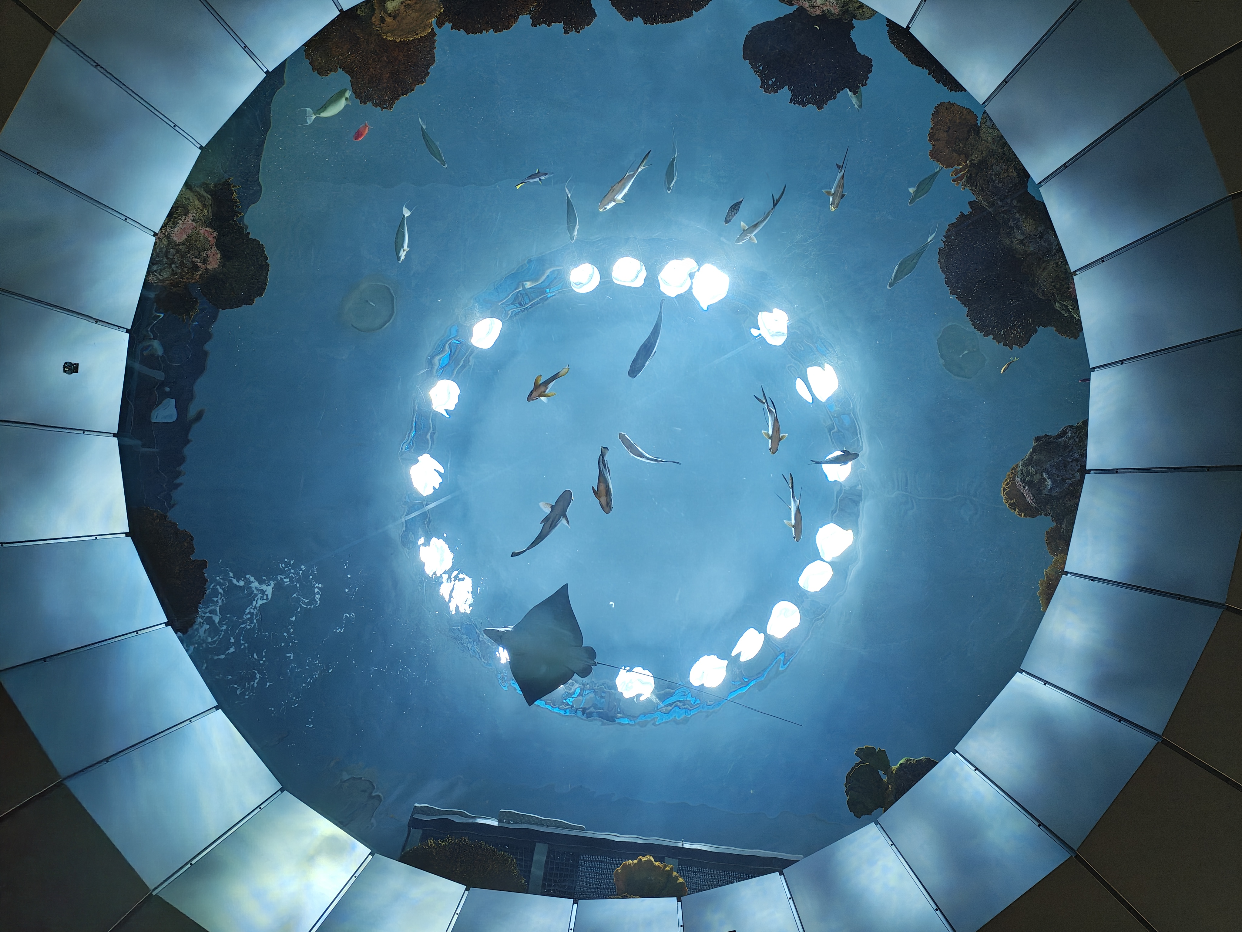 A circular aquarium opening with fish swimming