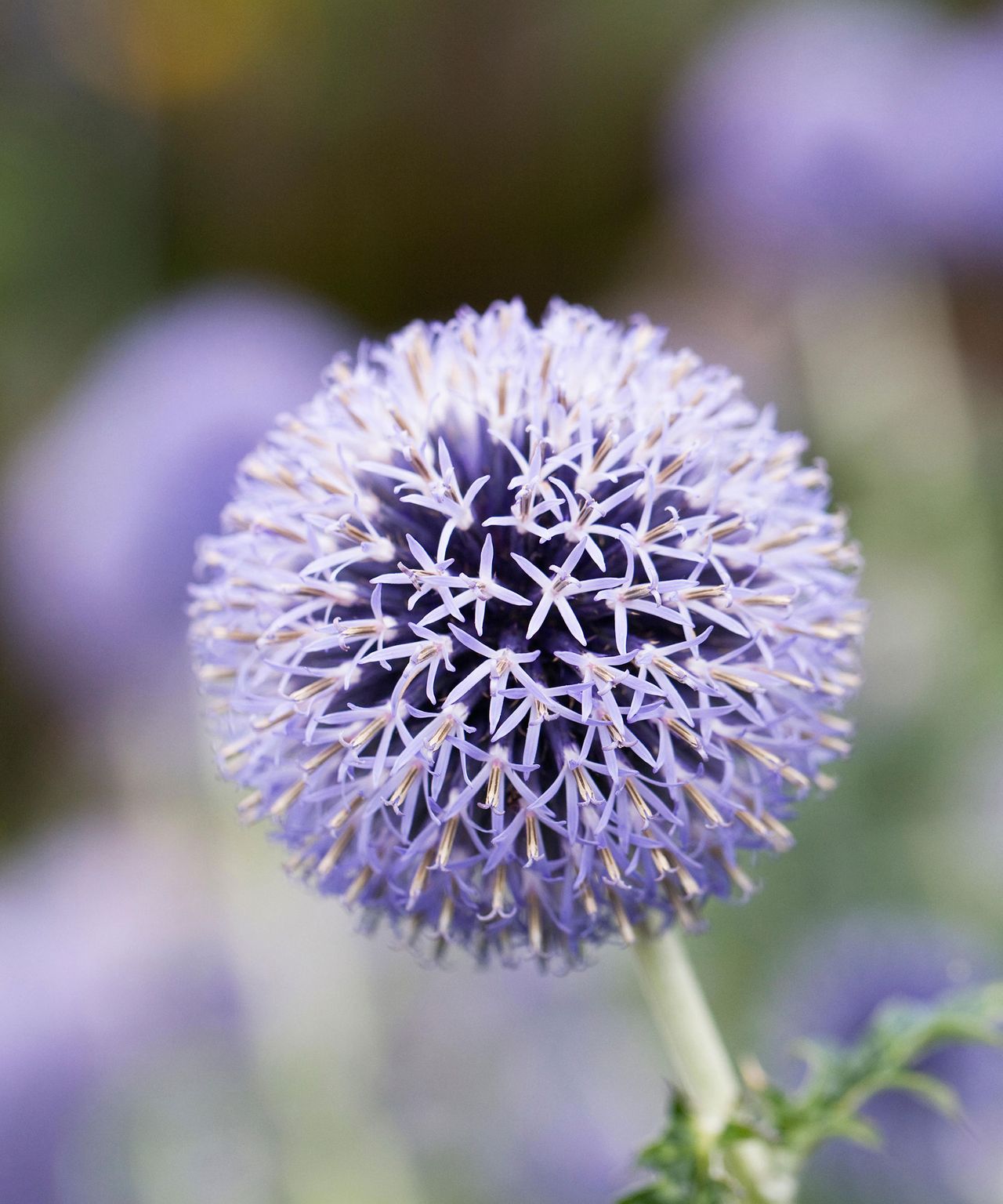 Best plants for butterflies 16 nectarrich options Gardeningetc