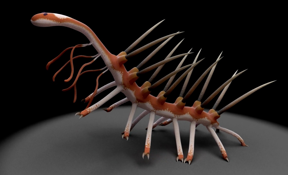 Though researchers aren't sure what the Cambrian worm <em>Hallucigenia sparsa</em> ate when alive, they suspect it used its O-shaped mouth to suck down food like a plunger.
