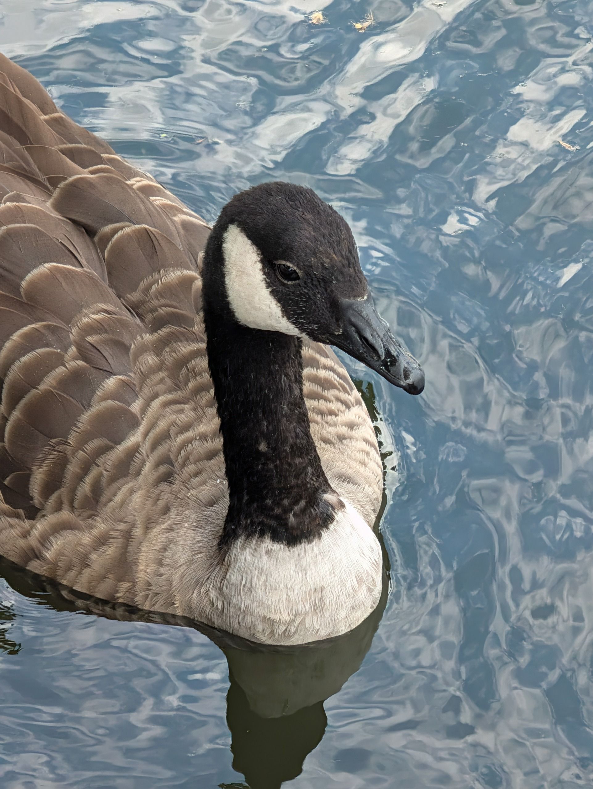 Close-up of a Canada goose floating on rippling water.
