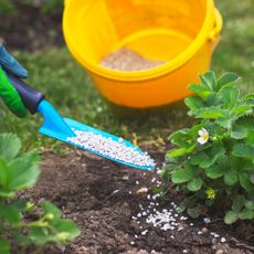 A trowel applying granular fertilizer from a yellow bucket to a small strawberry plant