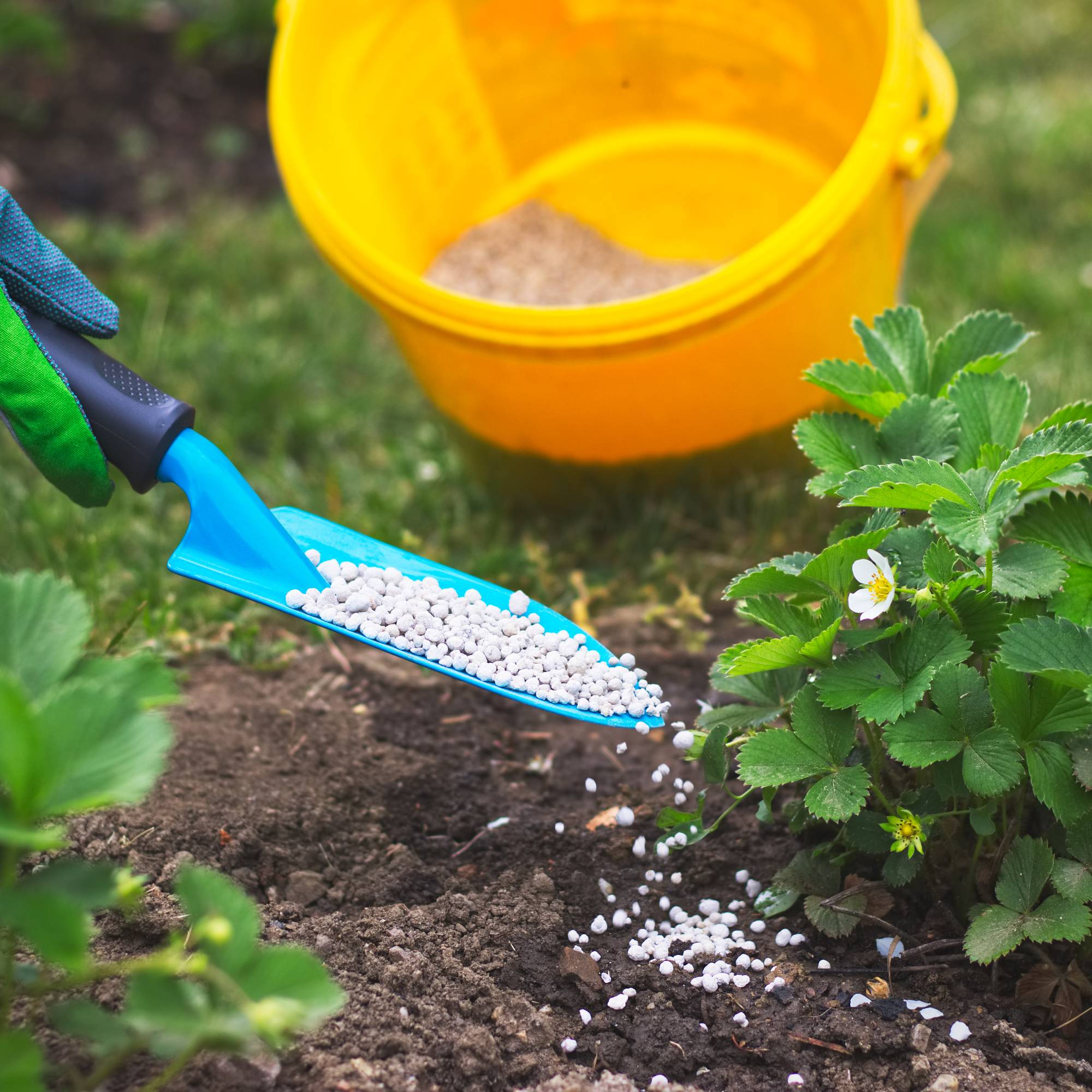A trowel applying granular fertilizer from a yellow bucket to a small strawberry plant