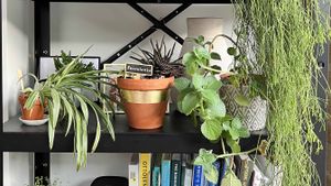plants on a shelf and a terracotta plant pot with gold leaf 