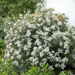 choiysa Orange Blossom blooming in a garden by house