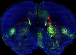 mouse brain pathways