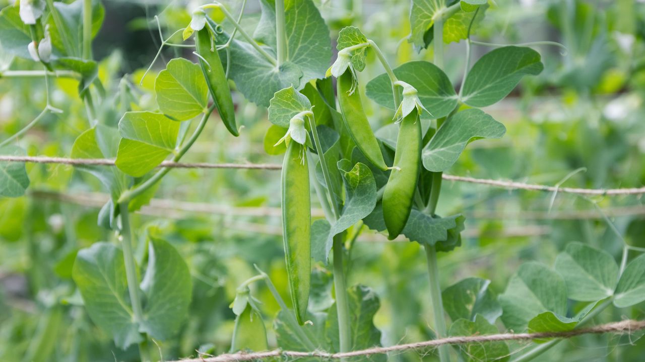 Peas growing on pea plant on string trellis in garden