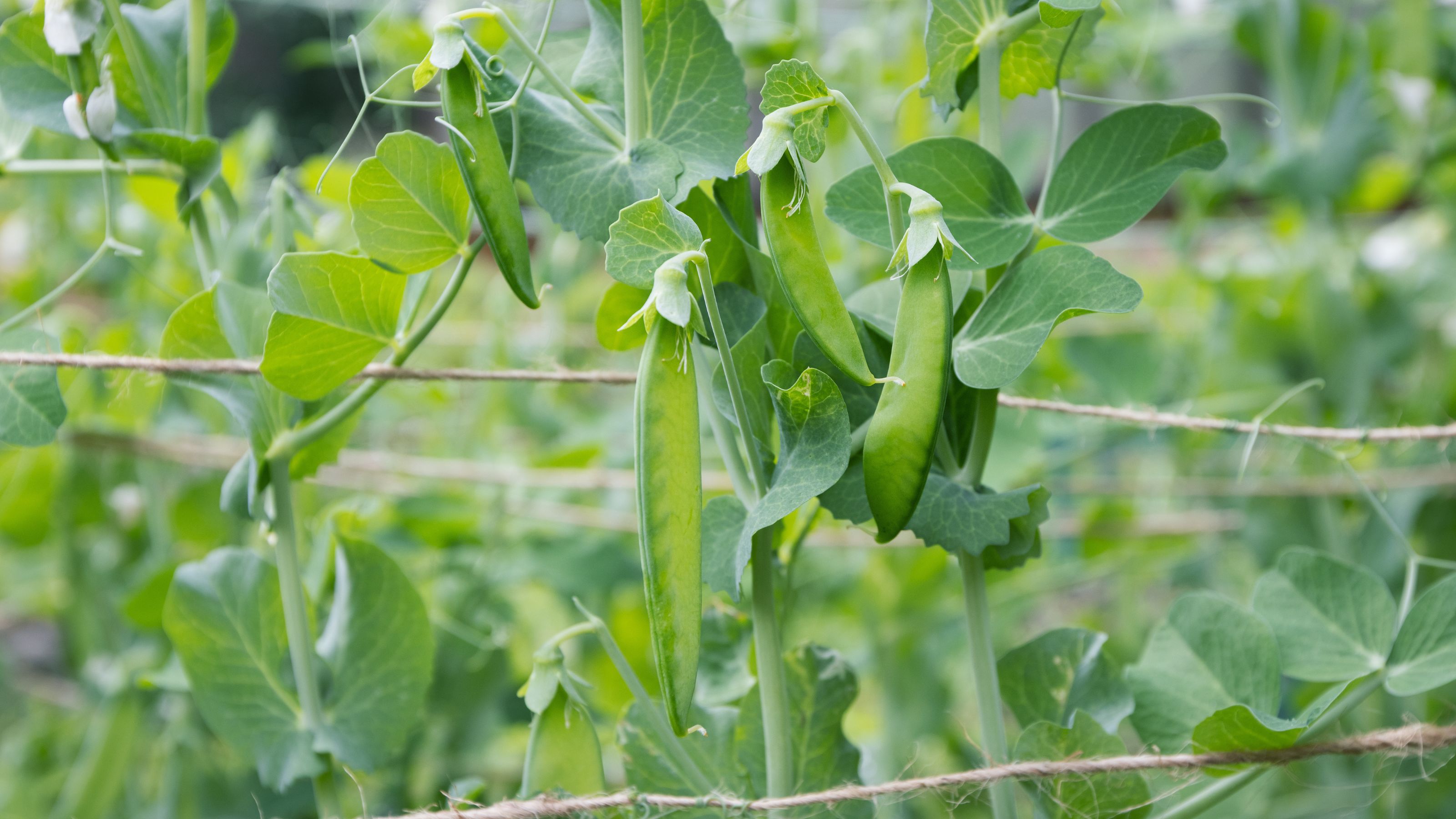 Peas growing on pea plant on string trellis in garden