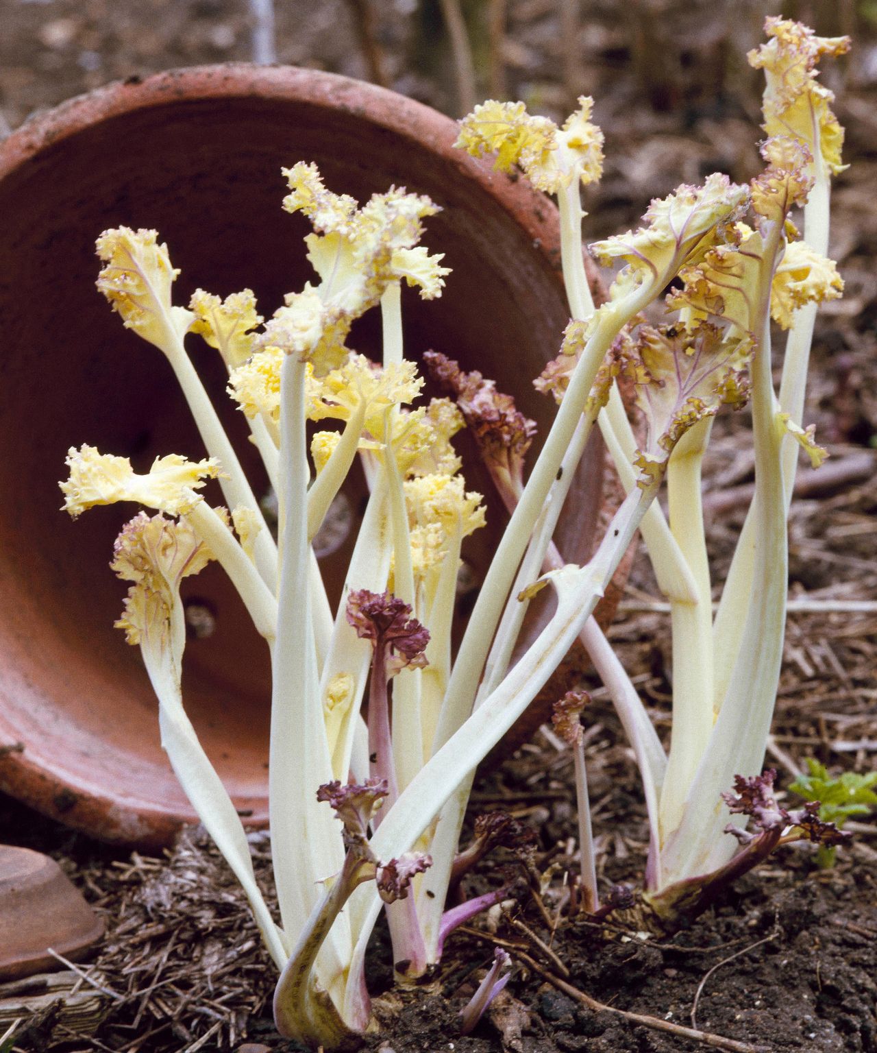 Vegetables to plant in December 12 crops to sow and grow Gardeningetc