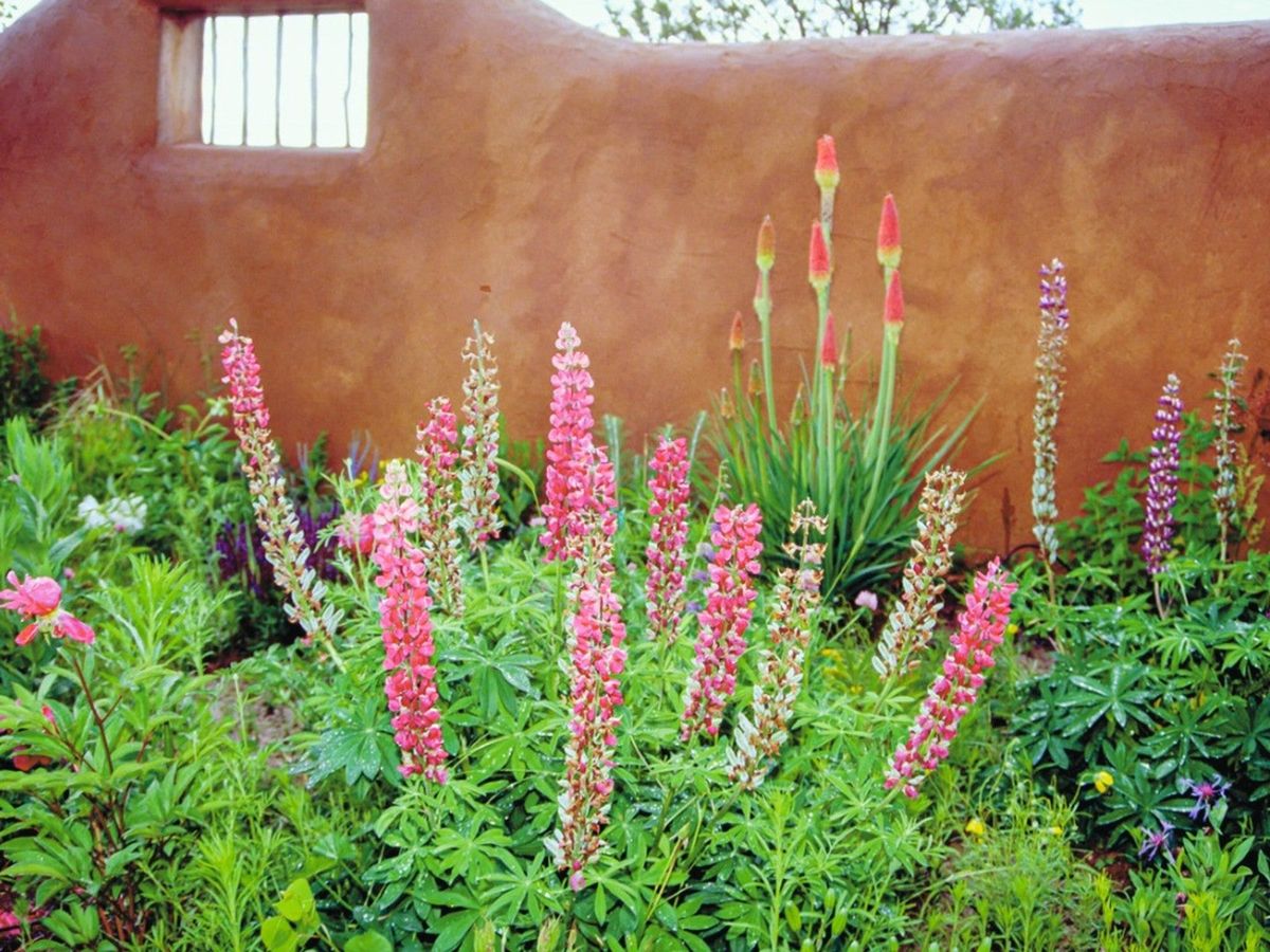 Native Southwest Plants For Arizona, Colorado, New Mexico, Utah