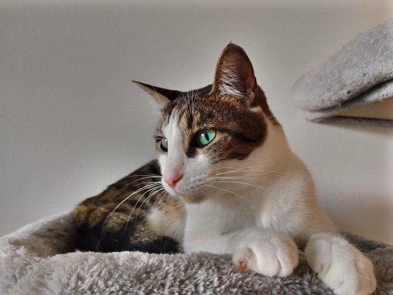Nokia 8.3 5G camera sample