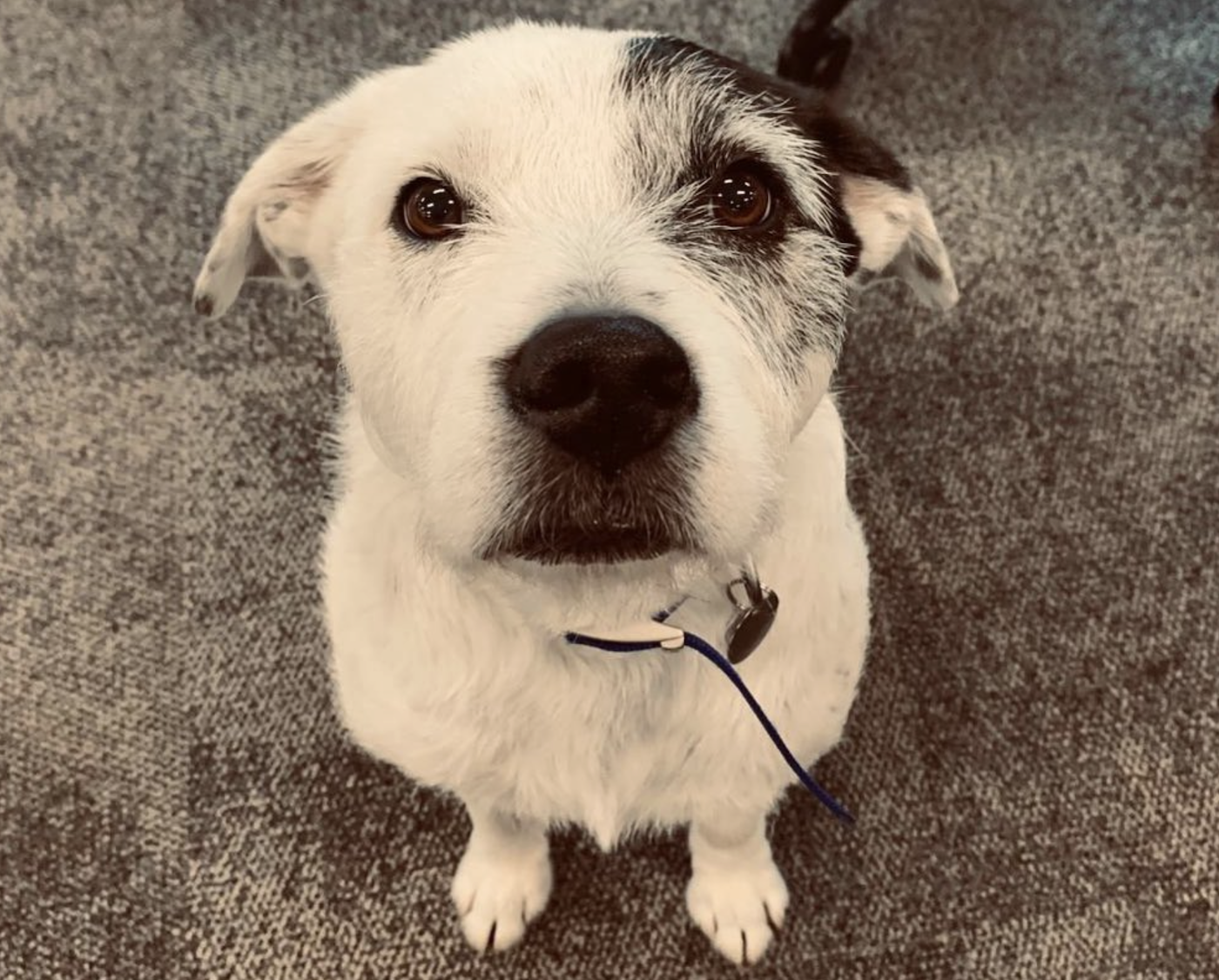 Bertie: Polly Bryan's cutest dog