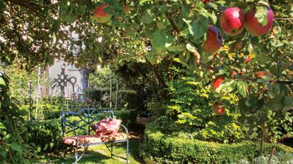 apple tree with a bench under it