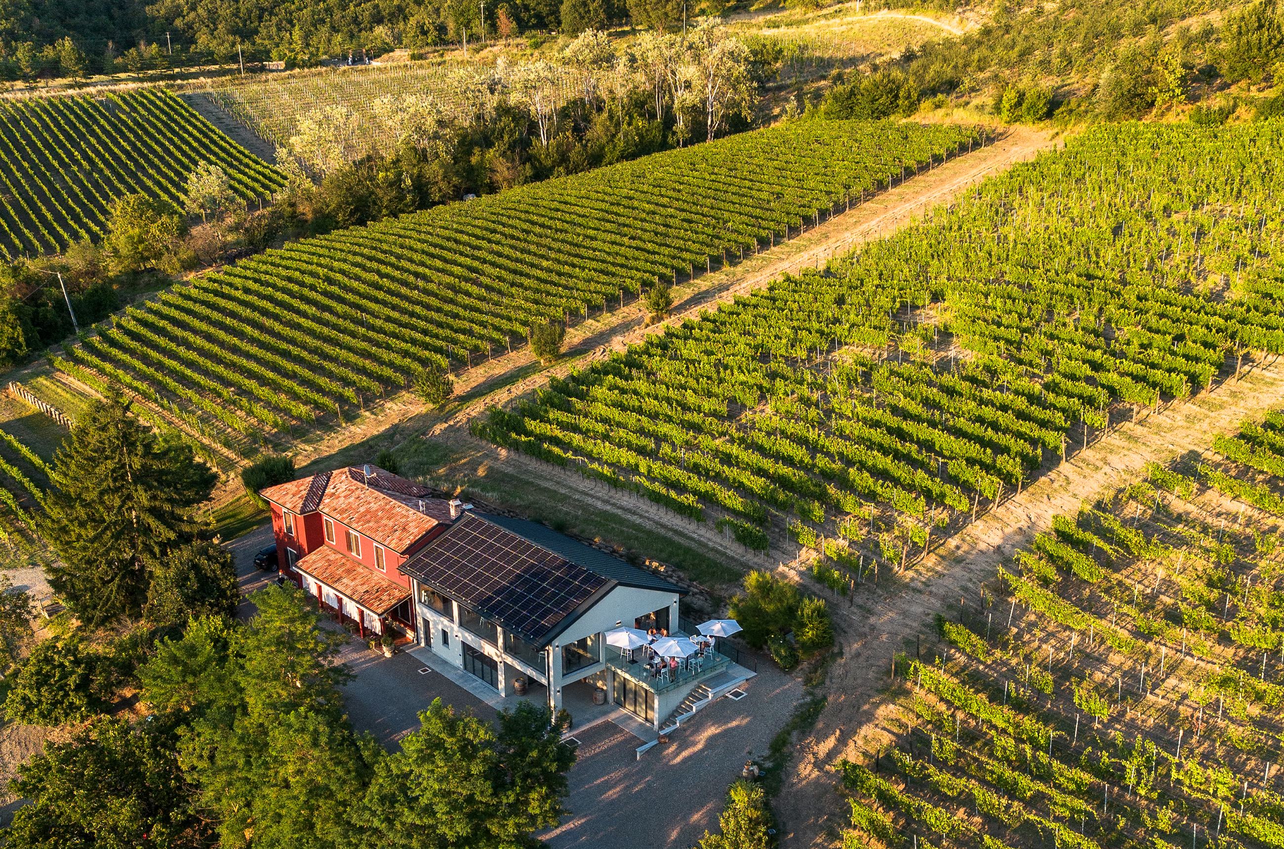 Vines in the sun, with a winery building in the foreground