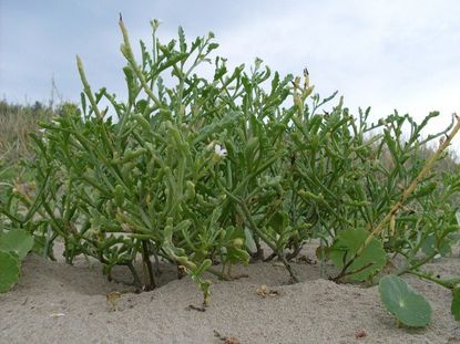 Sea Rocket Plants Planted In The Sand