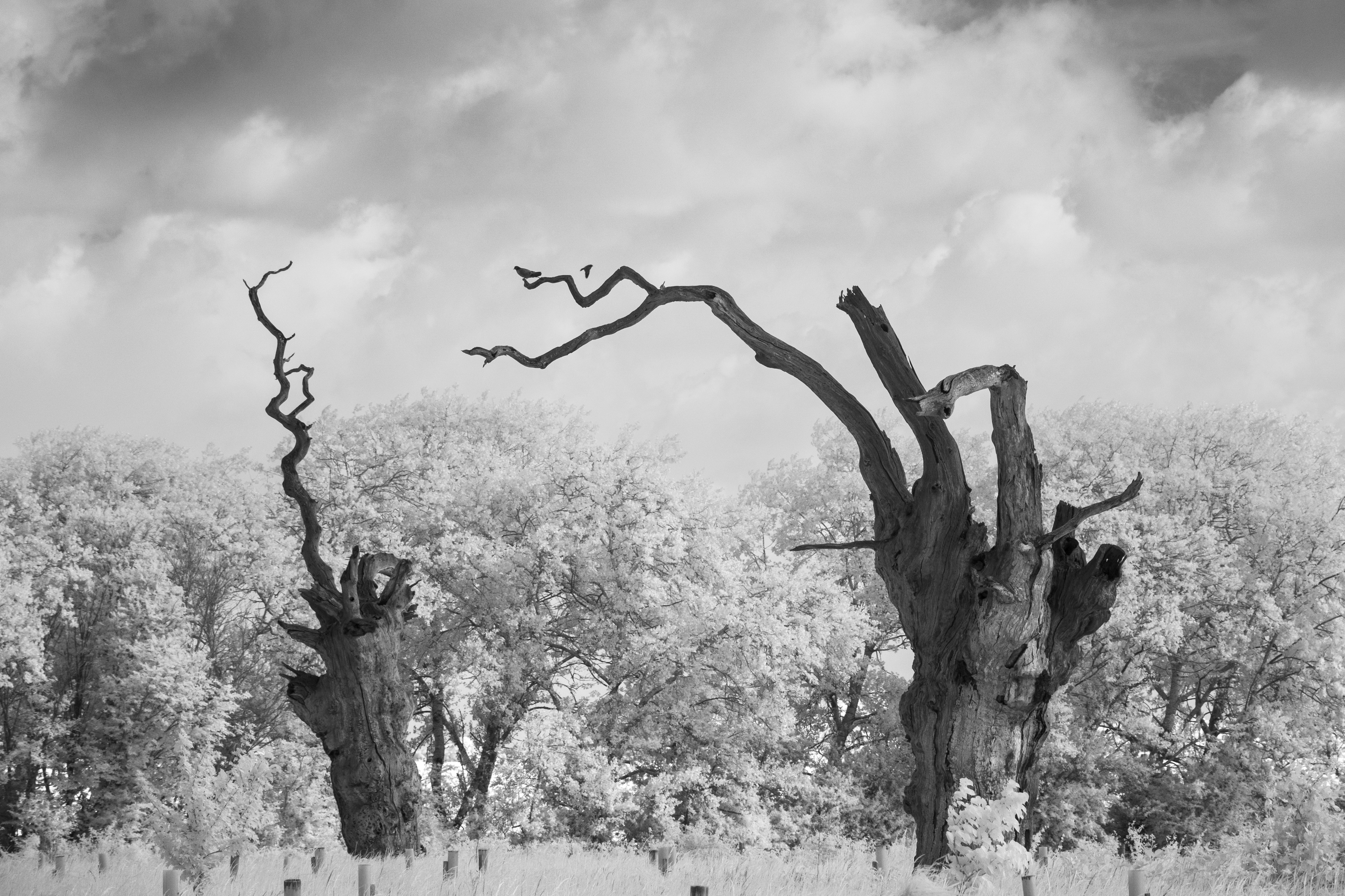 A photo taken on an infrared camera