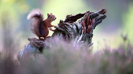 Squirrel on decaying wood by Ellie Rothnie
