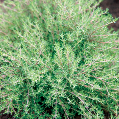 Orangelo Thyme Seeds &amp;amp; Plant