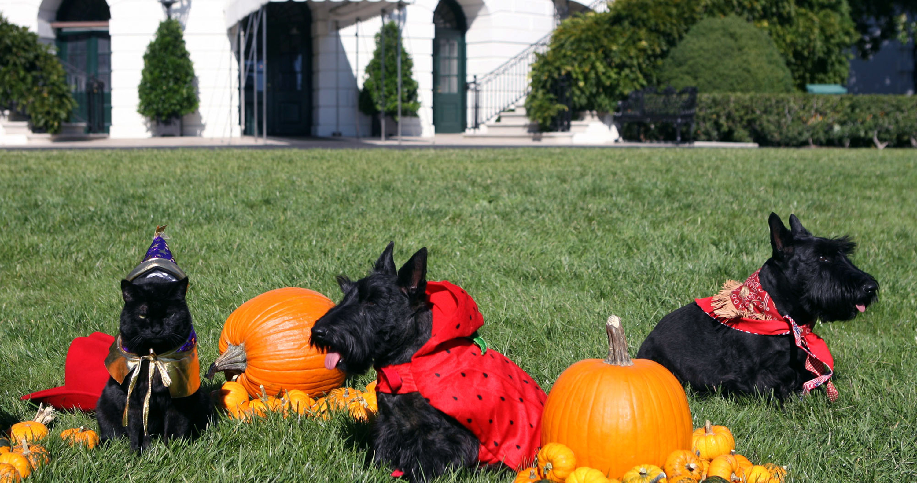 the White House pets, India, Miss Beazley and Barney sit for photos on the South Lawn of the White House surrounded by pumpkins dressed for Halloween October 31, 2007 in Washington, D.C.