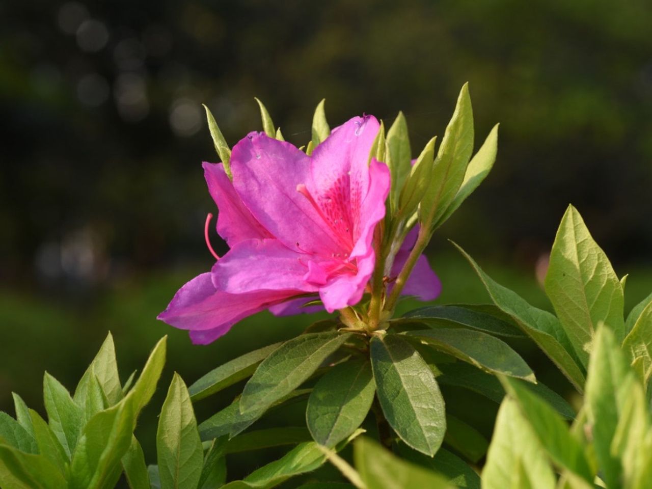 Pink Flowers On Azalea Shrub