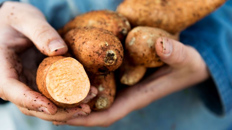 freshly picked sweet potato crop held in hands
