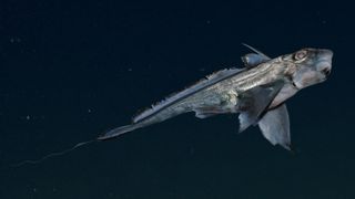 A deep-sea rabbit fish swims in dark waters. We see its tapered tail and long pectoral fins.