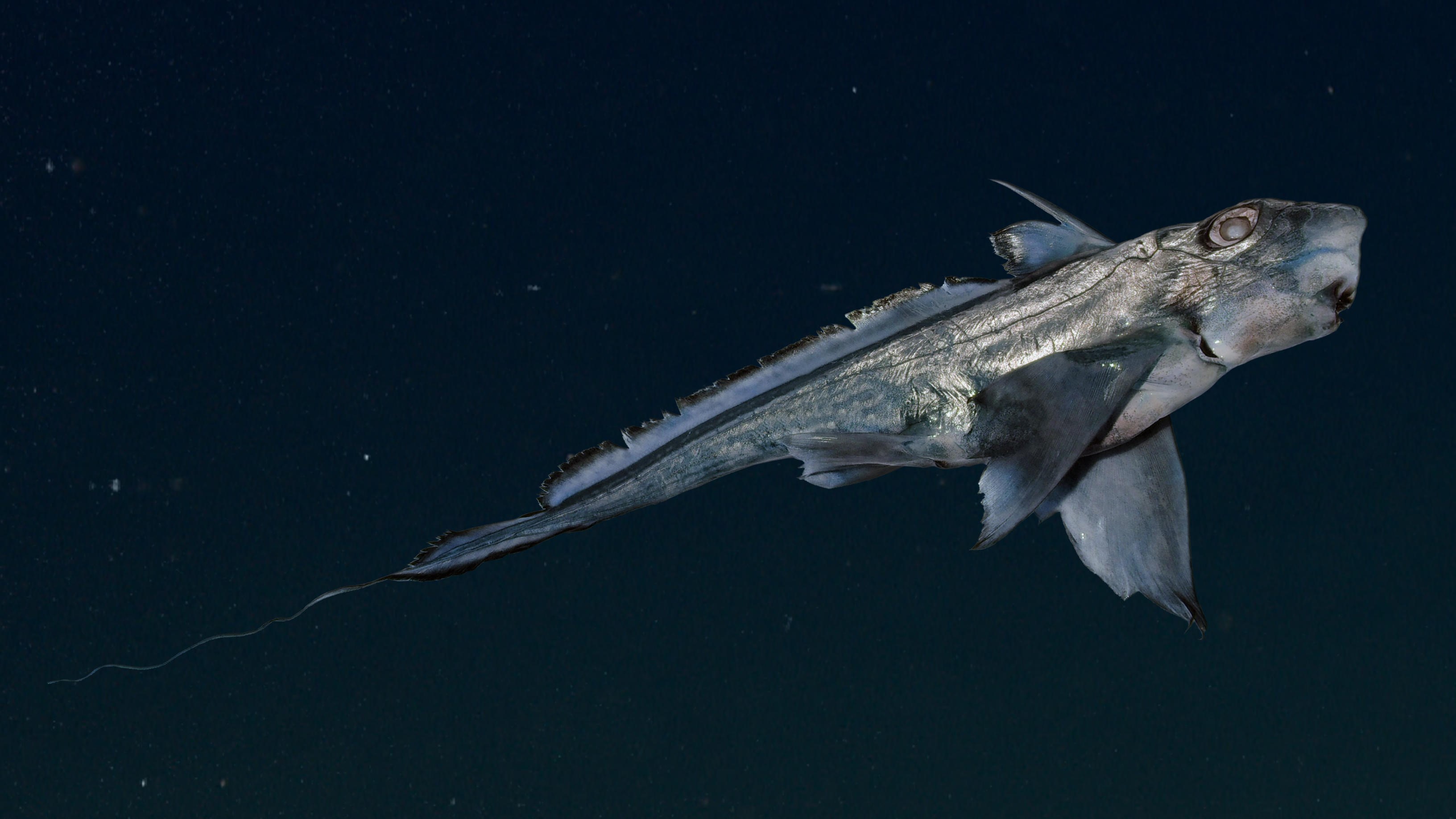 網頁設計 A deep-sea rabbit fish swims in dark waters. We see its tapered tail and long pectoral fins.