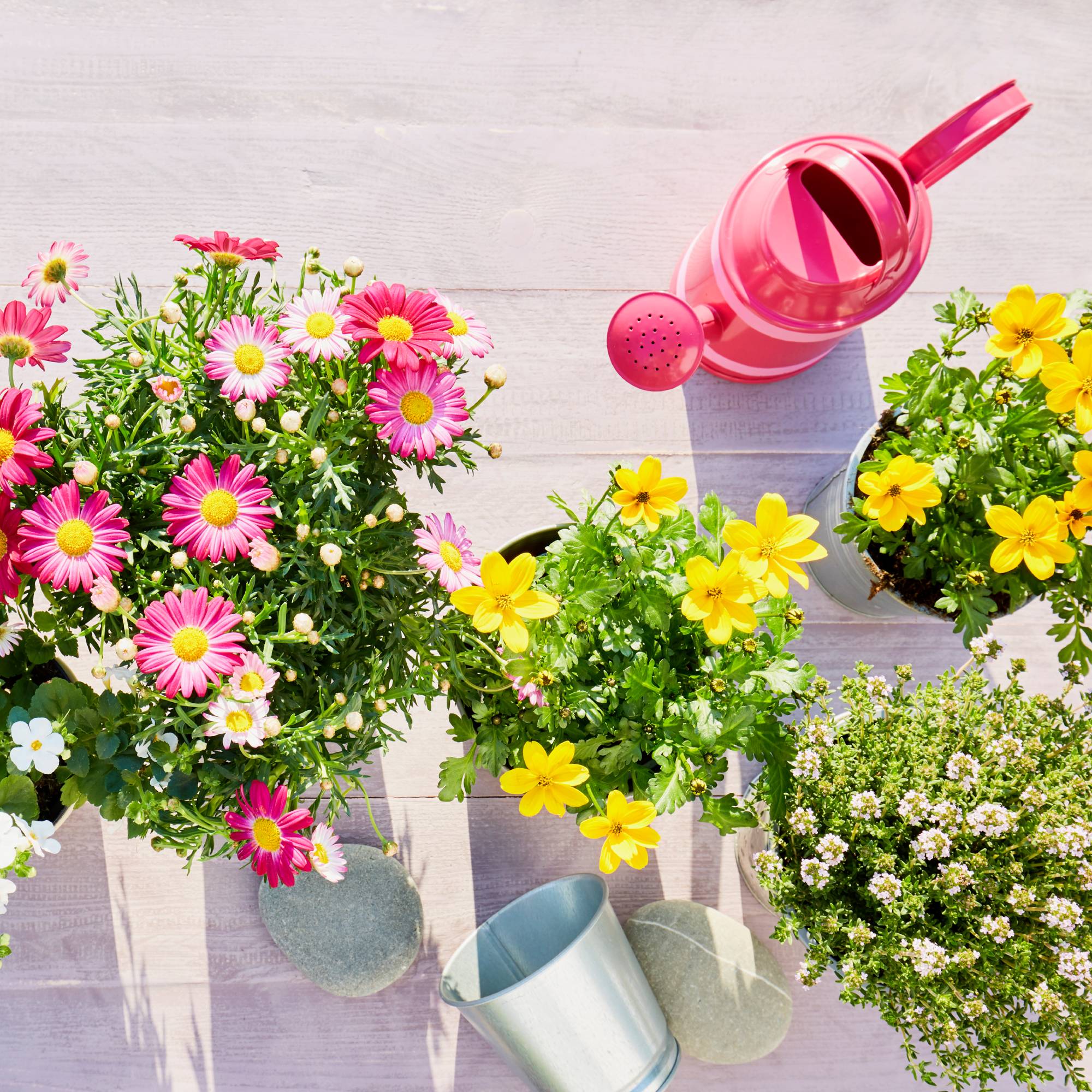 Planting flowers in container garden