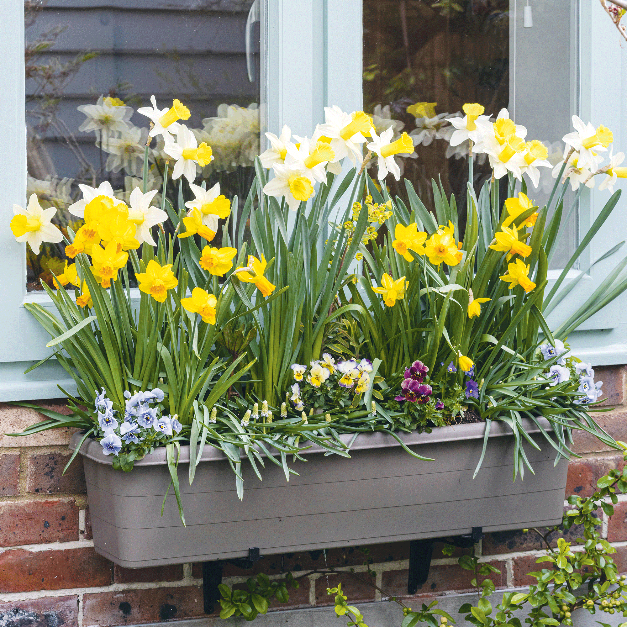 Window box filled with plants