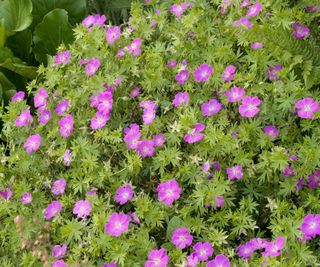 hardy geraniums New Hampshire Purple in flowerbed display