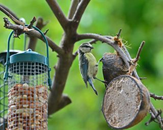 spring garden jobs: Blue tit feeding on nuts and fat