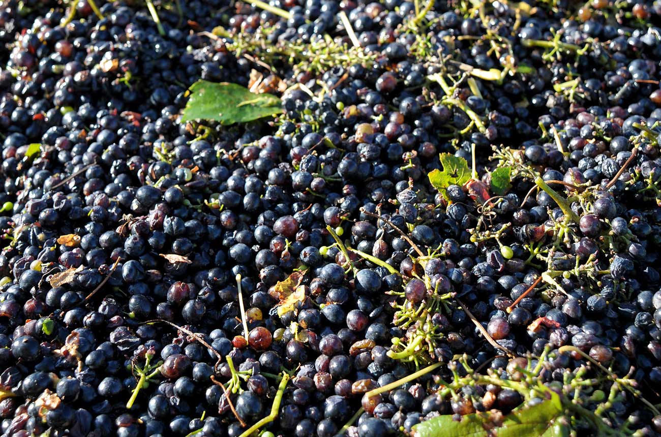 Freshly harvested Shiraz grapes in Australia